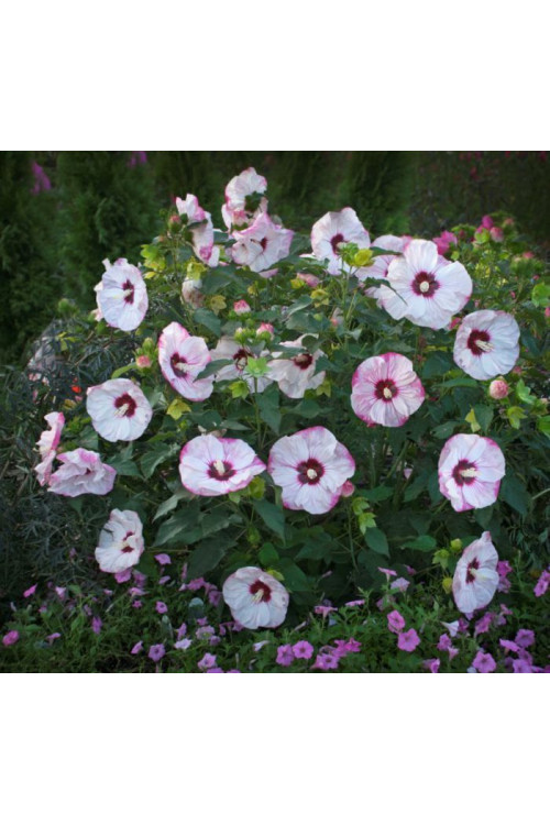 Hibiskus 'Cherry Cheesecake' Hibiscus