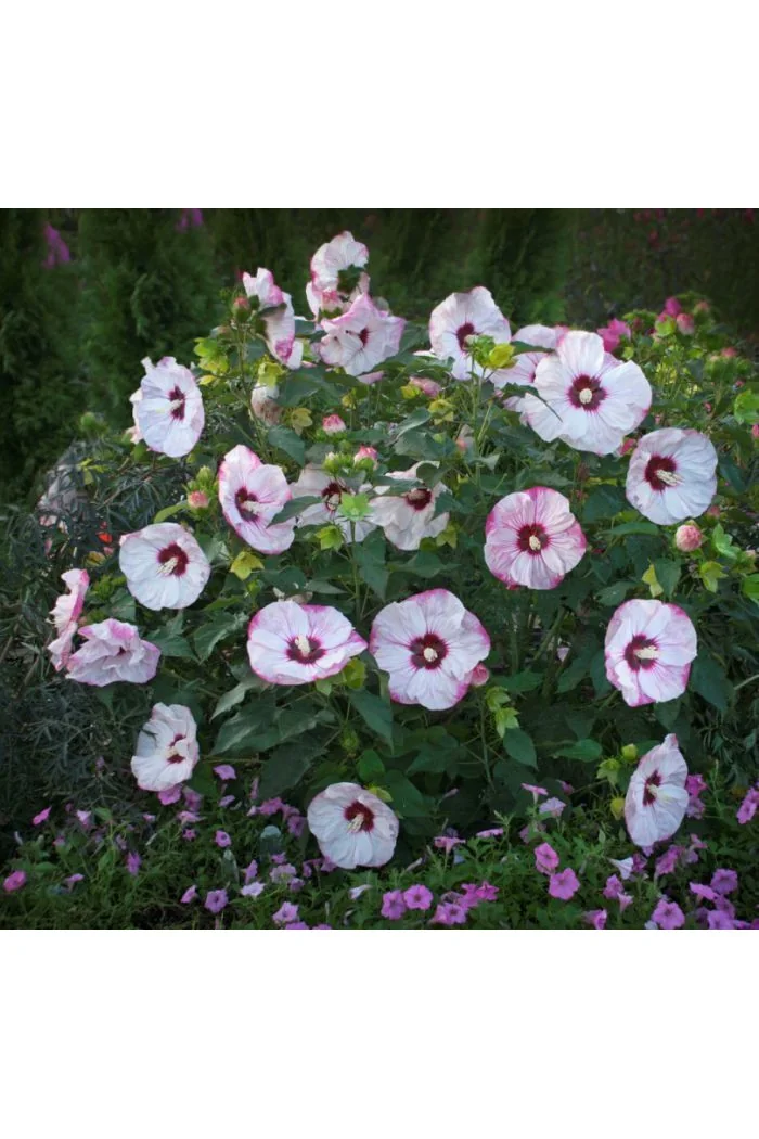 Hibiskus 'Cherry Cheesecake' Hibiscus