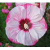 Hibiskus 'Cherry Cheesecake' Hibiscus
