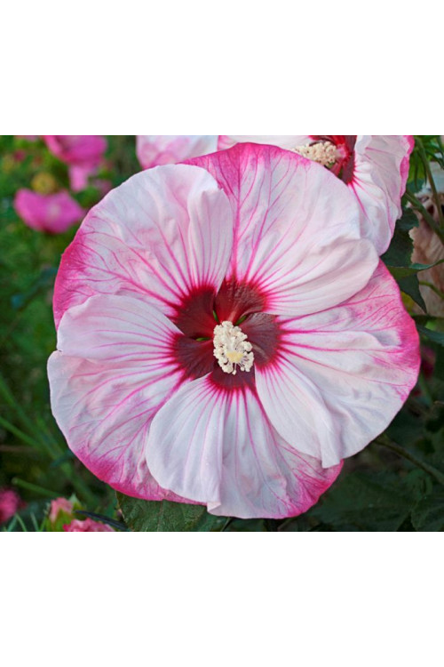 Hibiskus 'Cherry Cheesecake' Hibiscus