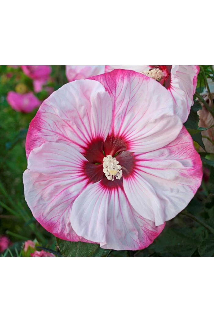 Hibiskus 'Cherry Cheesecake' Hibiscus