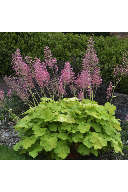 Żurawka 'Pretty Pistachio' | Heuchera