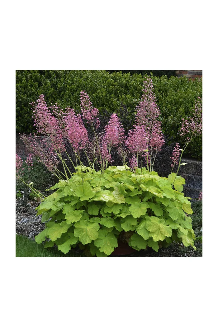 Żurawka 'Pretty Pistachio' | Heuchera