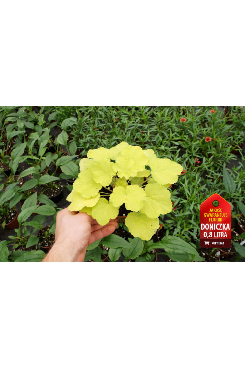 Żurawka 'Pretty Pistachio' | Heuchera