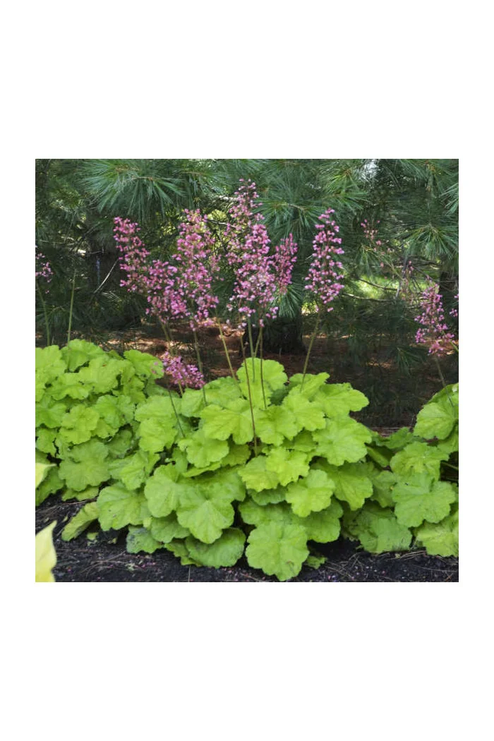 Żurawka 'Pretty Pistachio' | Heuchera