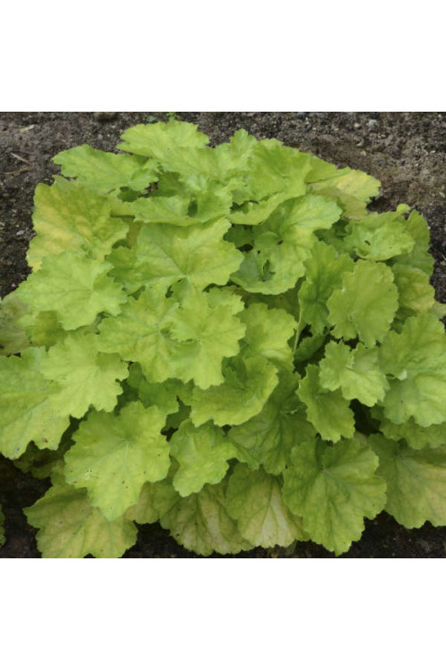 Żurawka 'Pretty Pistachio' | Heuchera