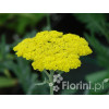 Krwawnik ogrodowy 'Moonshine' | Achillea millefolia
