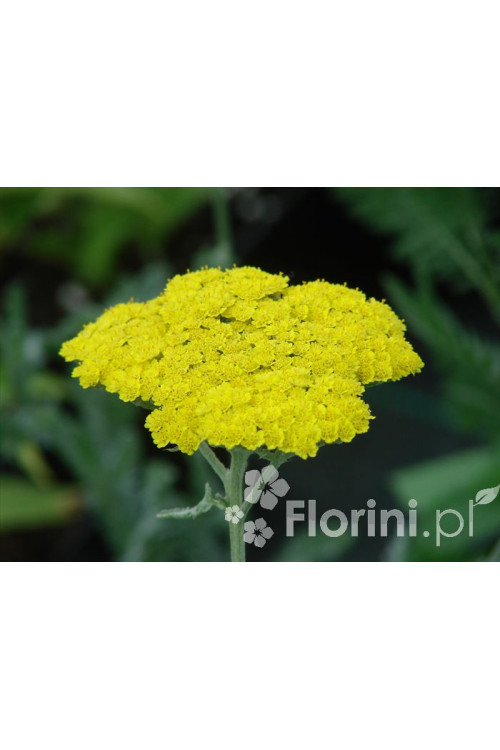 Krwawnik ogrodowy 'Moonshine' | Achillea millefolia