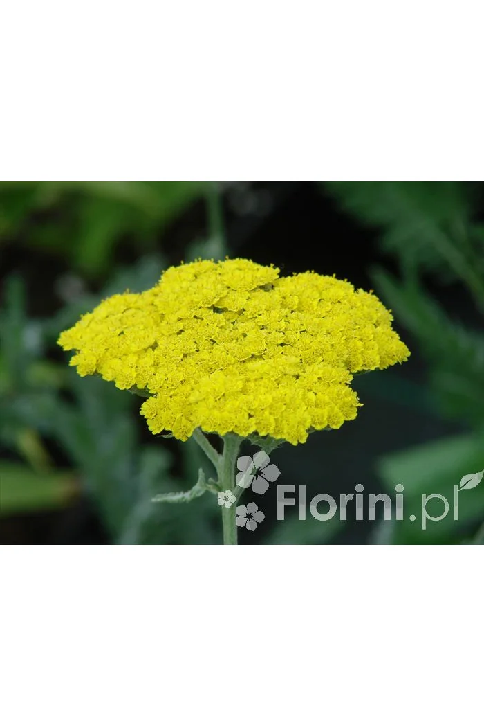 Krwawnik ogrodowy 'Moonshine' | Achillea millefolia