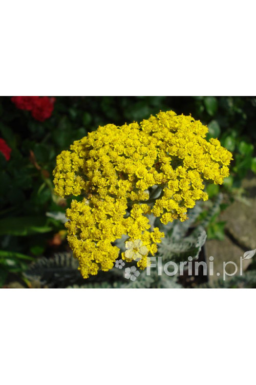 Krwawnik ogrodowy 'Moonshine' | Achillea millefolia