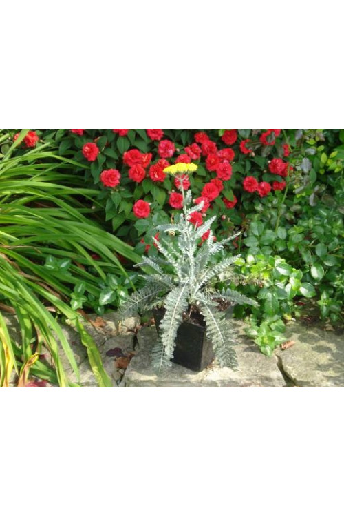 Krwawnik ogrodowy 'Moonshine' | Achillea millefolia