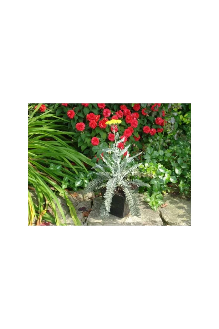 Krwawnik ogrodowy 'Moonshine' | Achillea millefolia