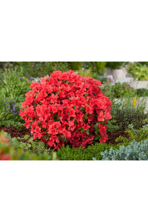 Azalia japońska 'Geisha Orange' | Azalea japonica