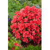 Azalia japońska 'Geisha Orange' | Azalea japonica