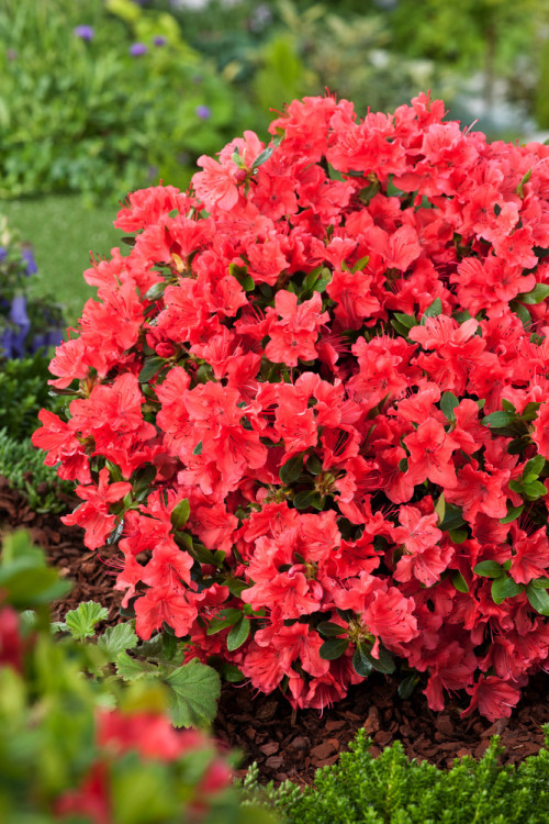 Azalia japońska 'Geisha Orange' | Azalea japonica
