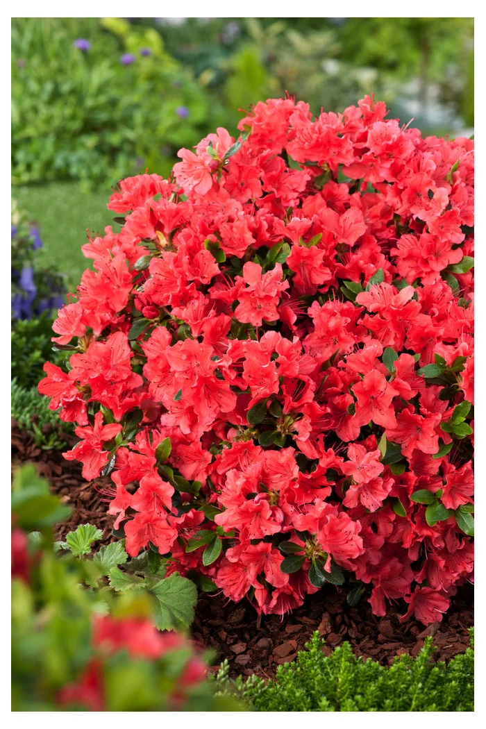 Azalia japońska 'Geisha Orange' | Azalea japonica