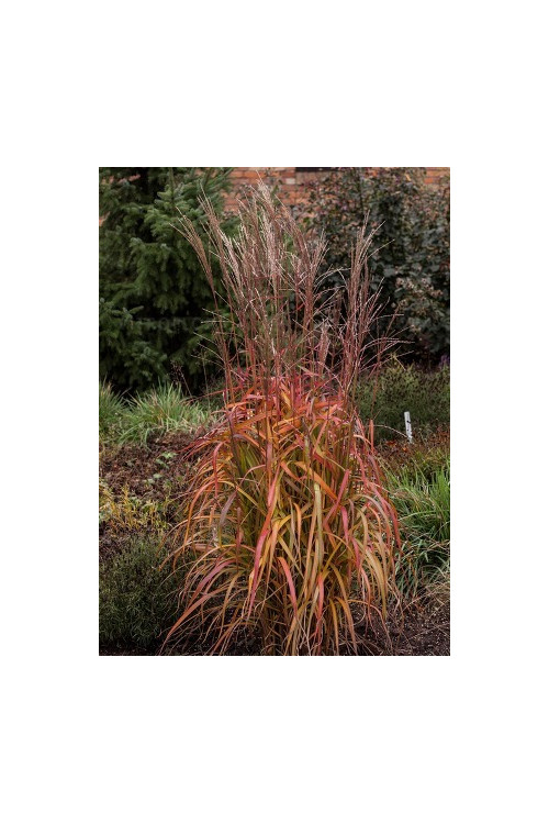 Miskant chiński 'Navajo' | Miscanthus sinensis