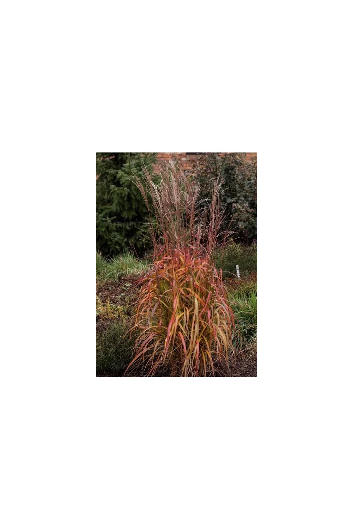 Miskant chiński 'Navajo' | Miscanthus sinensis