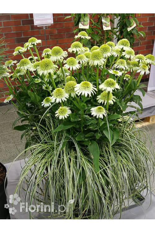 Jeżówka 'Delicious Nougat' | Echinacea