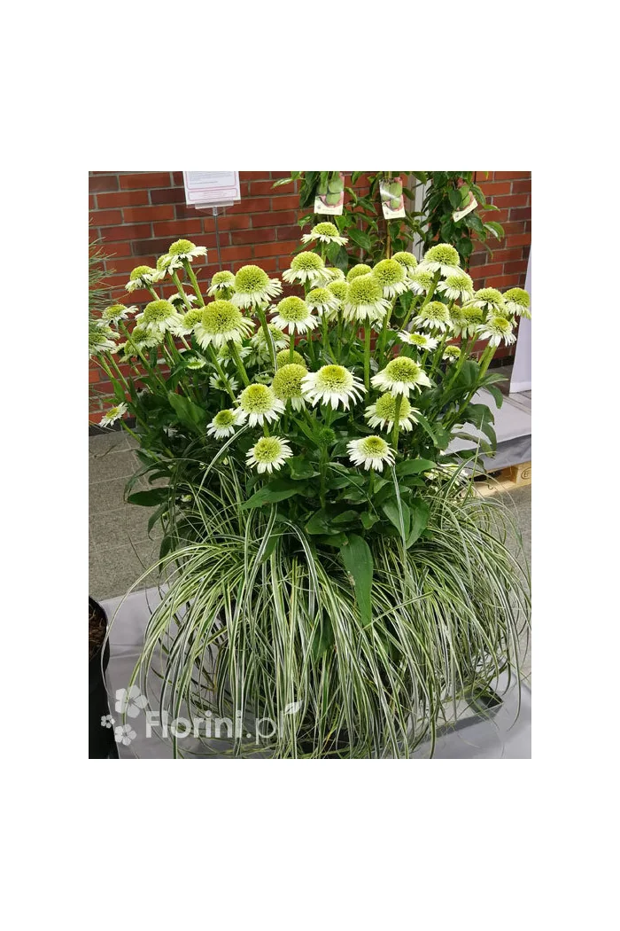 Jeżówka 'Delicious Nougat' | Echinacea