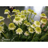 Jeżówka 'Delicious Nougat' | Echinacea