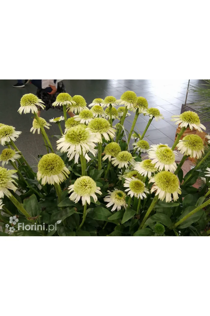 Jeżówka 'Delicious Nougat' | Echinacea