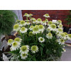 Jeżówka 'Delicious Nougat' | Echinacea