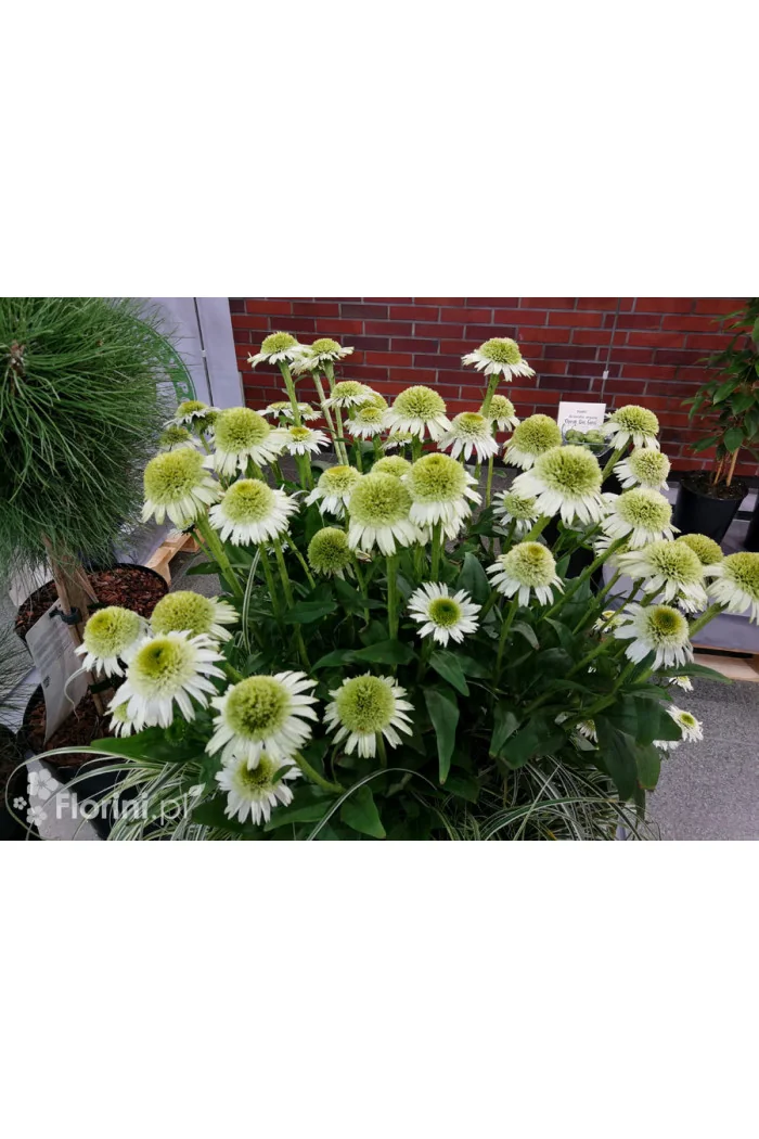 Jeżówka 'Delicious Nougat' | Echinacea