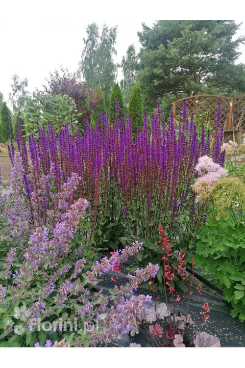 Szałwia omszona 'Caradonna' | Salvia nemorosa