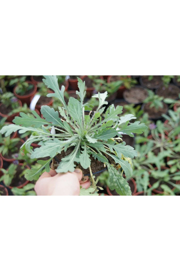 Gailardia 'Arizona Sun' | Gailardia