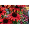 Jeżówka 'Fountain Red' Echinacea