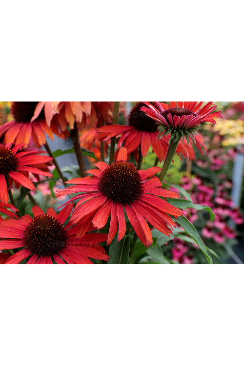 Jeżówka 'Fountain Red' Echinacea