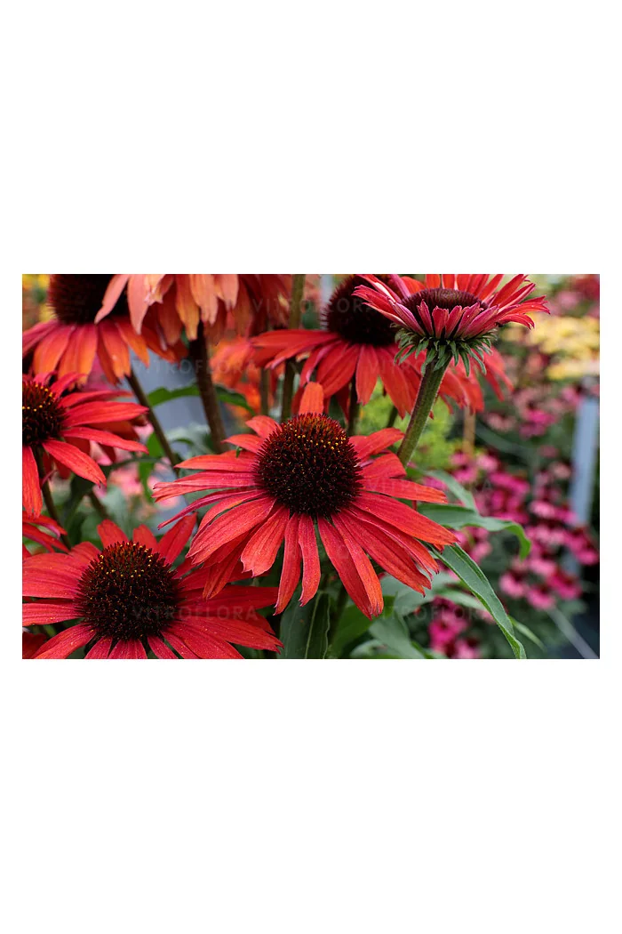 Jeżówka 'Fountain Red' Echinacea