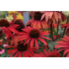Jeżówka 'Fountain Red' Echinacea
