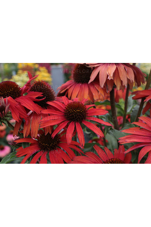 Jeżówka 'Fountain Red' Echinacea