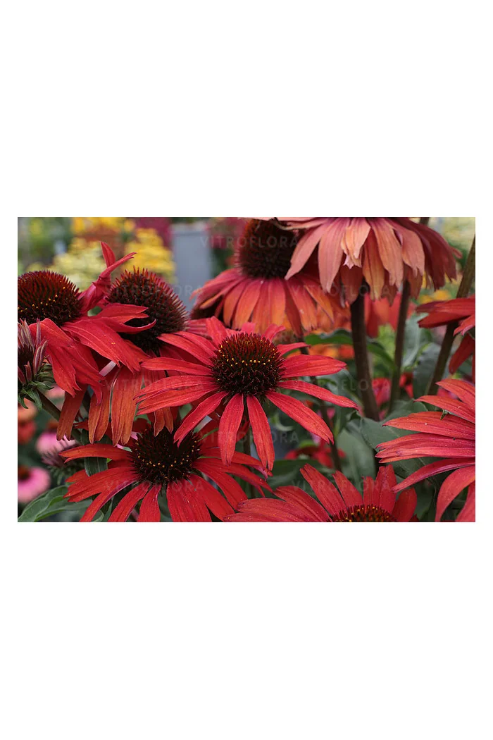 Jeżówka 'Fountain Red' Echinacea