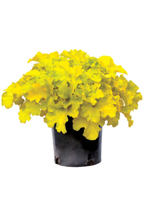 Żurawka 'Lemon Supreme' | Heuchera