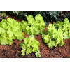 Żurawka 'Lemon Supreme' | Heuchera