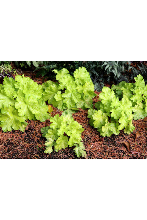 Żurawka 'Lemon Supreme' | Heuchera