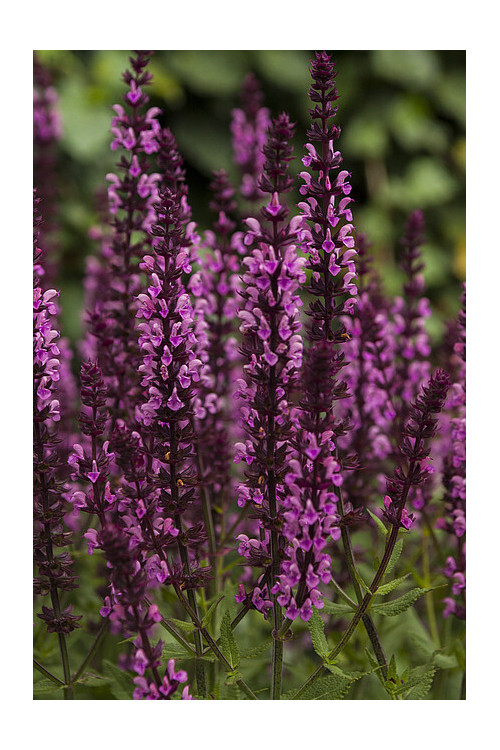 Szałwia omszona 'Pink Field' Salvia nemorosa