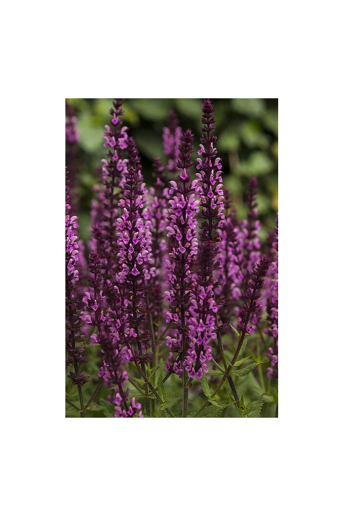 Szałwia omszona 'Pink Field' Salvia nemorosa