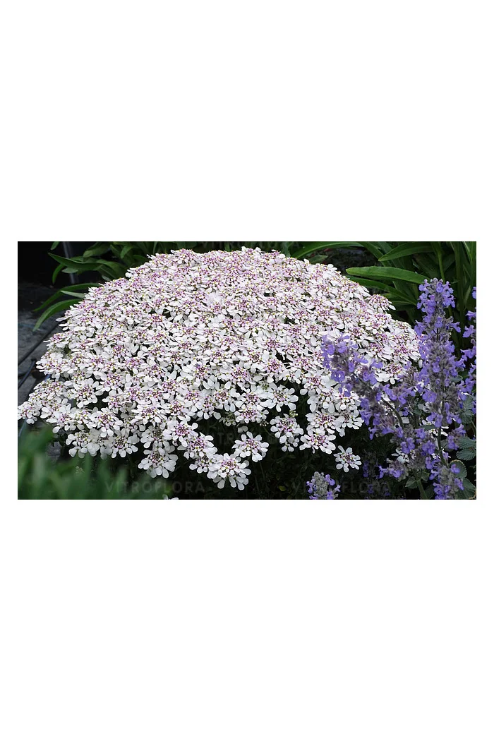 Ubiorek wieczniezielony 'Pink Ice' | Iberis sempervirens