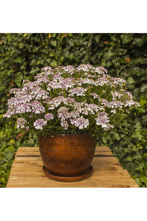 Ubiorek wieczniezielony 'Pink Ice' | Iberis sempervirens