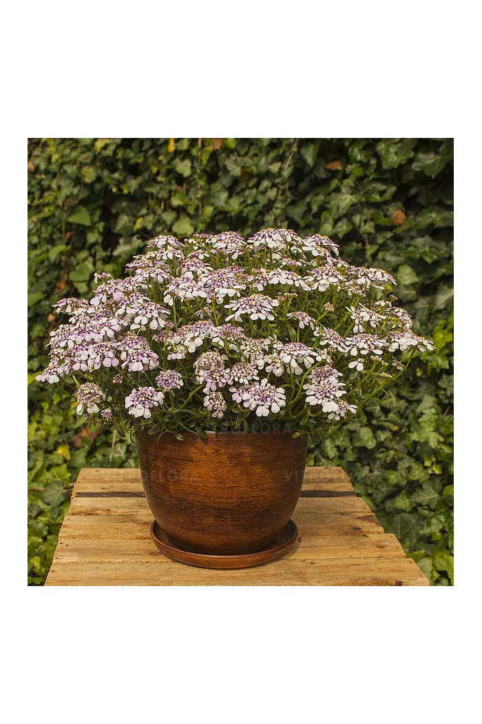 Ubiorek wieczniezielony 'Pink Ice' | Iberis sempervirens