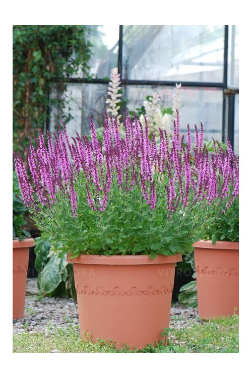 Szałwia omszona 'Pink Field' Salvia nemorosa