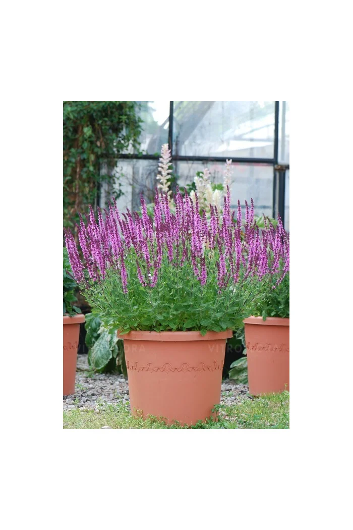 Szałwia omszona 'Pink Field' Salvia nemorosa