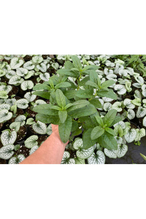 Przetacznik długolistny 'First Match' | Veronica longifolia