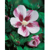 Ketmia syryjska 'Hamboo' Hibiscus syriacus