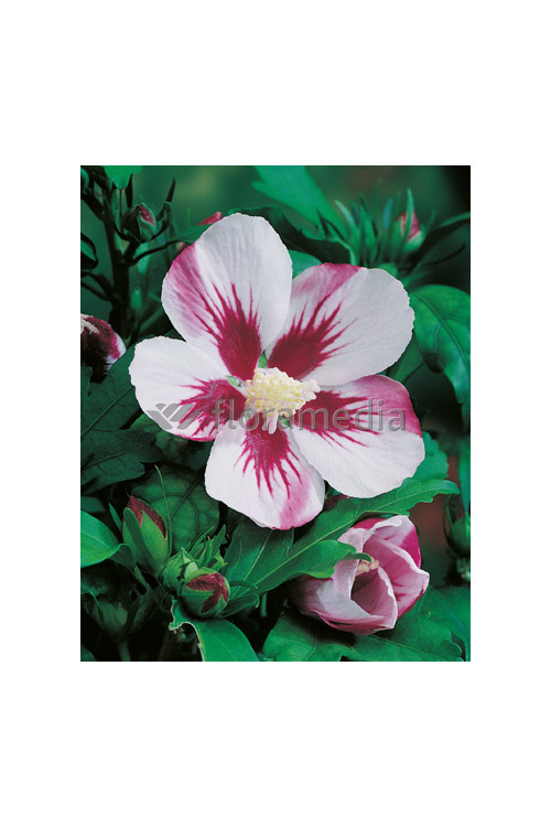 Ketmia syryjska 'Hamboo' Hibiscus syriacus