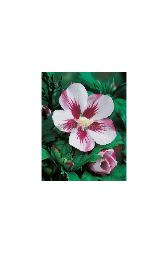 Ketmia syryjska 'Hamboo' Hibiscus syriacus